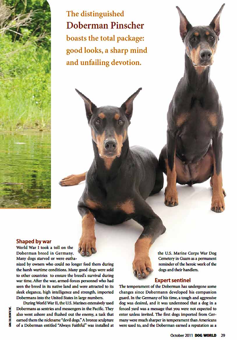 Dog World Article pg 2