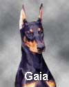 Gaia