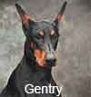 Gentry